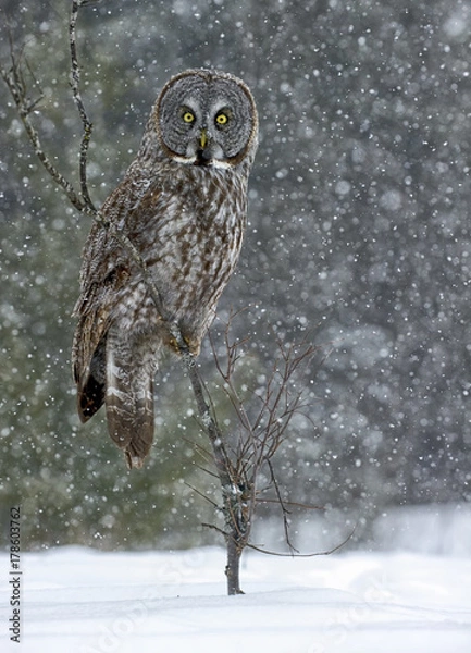 Obraz Great Grey Owl Stormy Day