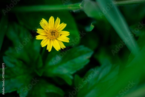 Fototapeta A solitary, bright yellow, daisy-like flower is sharply focused against a deeply blurred background of rich, vibrant green leaves.
