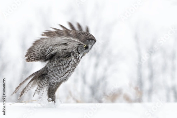 Obraz Great Grey Owl Hunting