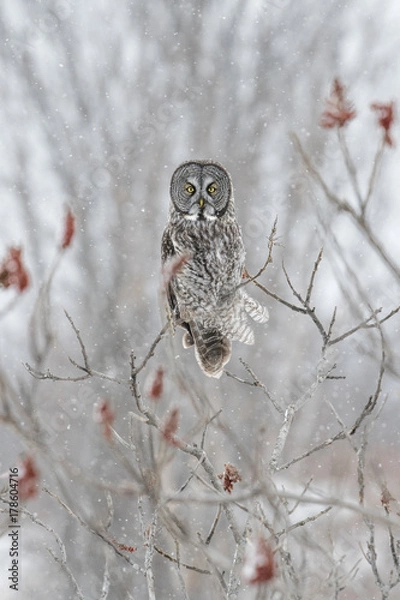 Obraz Great Grey Owl w Snowy Sumac