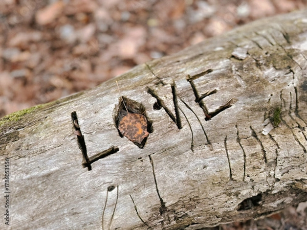 Fototapeta L'inscription amour sur un arbre tombé dans la forêt. Gros plan.