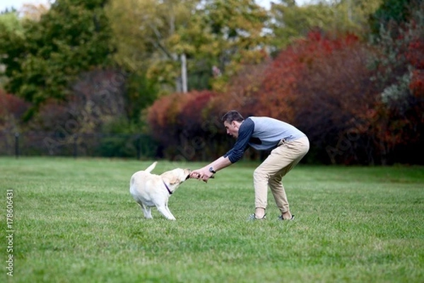 Fototapeta Teenage boy playing tug of war with his labrador dog outdoors
