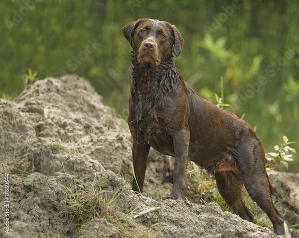 Obraz Regal Retriever