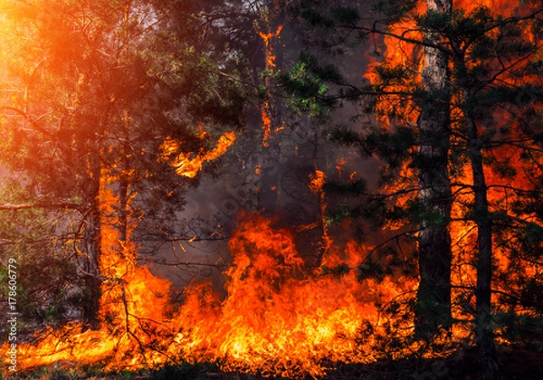 Fototapeta  pożar o zachodzie słońca, spalanie lasu sosnowego.