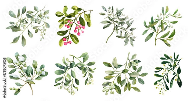Obraz Botanical watercolor mistletoe illustrations.