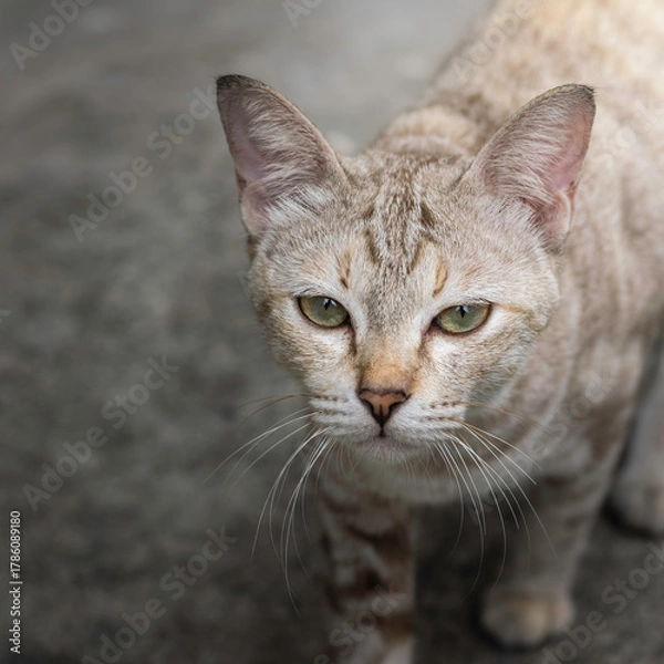 Fototapeta A close-up portrait captures a gray tabby cat with striking green eyes staring intensely into the camera against a muted, dark background.