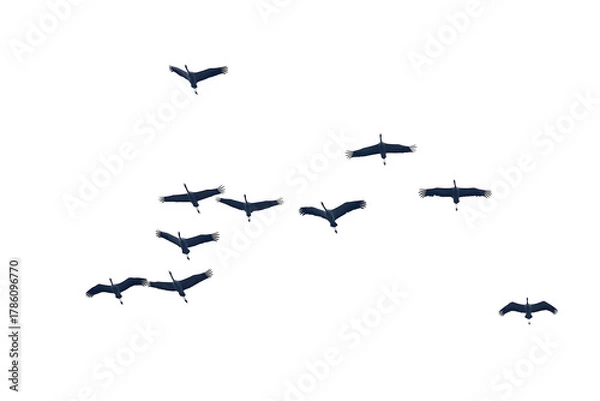 Obraz Birds in migration formation, Common Cranes, Grus grus