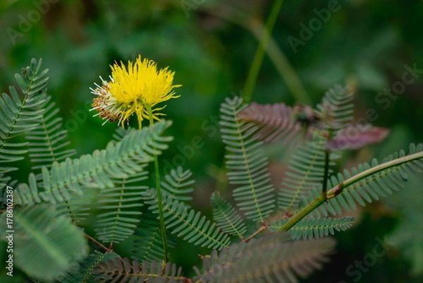 Fototapeta A bright yellow, puffball-like flower from a Mimosa species stands prominently on a thin green stem, surrounded by its characteristic delicate, fern-like pinnate leaves.