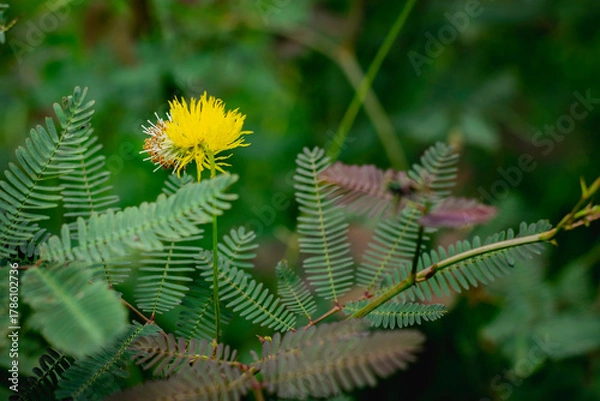 Fototapeta A bright yellow, puffball-like flower from a Mimosa species stands prominently on a thin green stem, surrounded by its characteristic delicate, fern-like pinnate leaves.