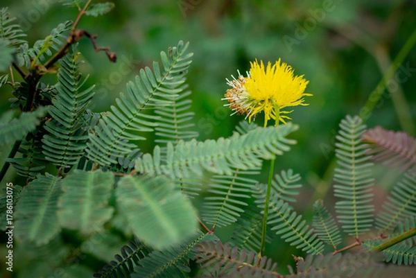 Fototapeta A bright yellow, puffball-like flower from a Mimosa species stands prominently on a thin green stem, surrounded by its characteristic delicate, fern-like pinnate leaves.
