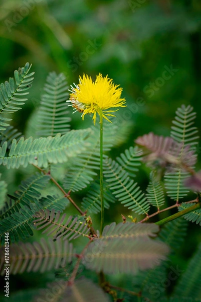 Fototapeta A bright yellow, puffball-like flower from a Mimosa species stands prominently on a thin green stem, surrounded by its characteristic delicate, fern-like pinnate leaves.