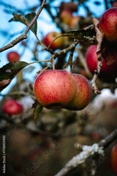 Fototapeta Pomme sur le pommier en automne dans le verger