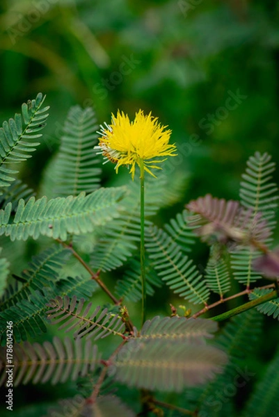 Fototapeta A bright yellow, puffball-like flower from a Mimosa species stands prominently on a thin green stem, surrounded by its characteristic delicate, fern-like pinnate leaves.