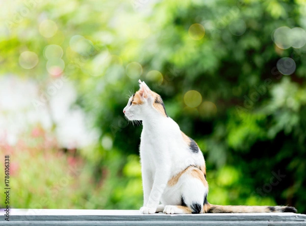 Obraz A  cat with orange and  classic  black   is sitting on a couch. The cat has a long tail and is looking at forward.