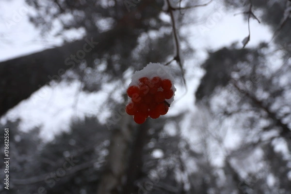 Fototapeta A bunch of red rowan berries on a branch under the snow in a winter forest.