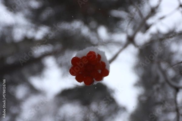 Fototapeta A bunch of red rowan berries on a branch under the snow in a winter forest.