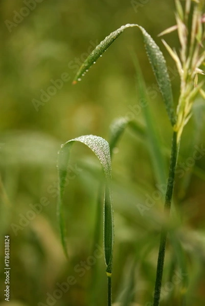 Obraz Grass Leaf with Morning Dew