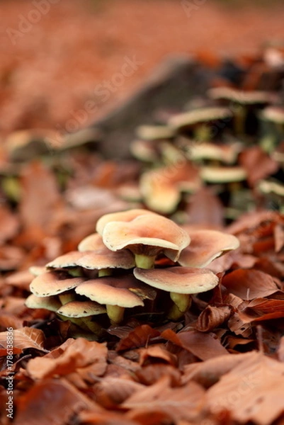 Obraz Forest Mushrooms in Autumn