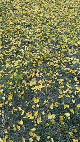 Obraz Ginkgo Tree Fall Leaves 