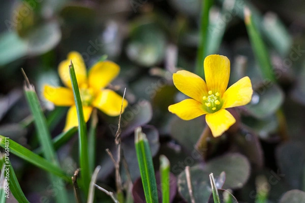 Obraz ( Oxalis stricta ) yellow woodsorrel sourgrass or pickle plant