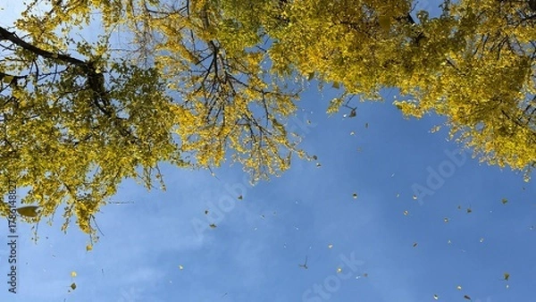 Fototapeta Ginkgo Tree Fall Leaves 