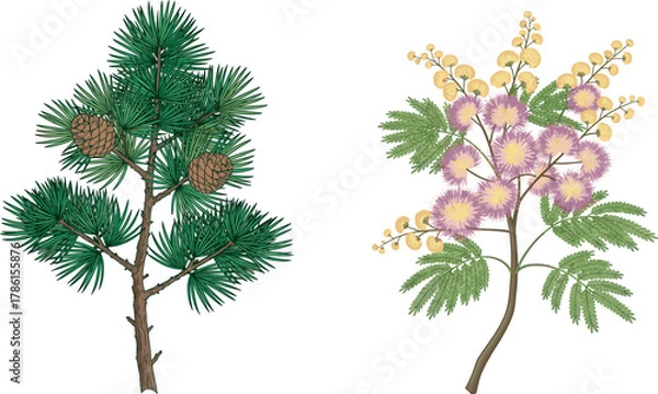 Fototapeta Pine tree branch, mimosa flower branch, botanical illustration, needle leaves, pink blossoms, nature contrast, plant species, educational art, coniferous foliage, flowering plant, seasonal flora