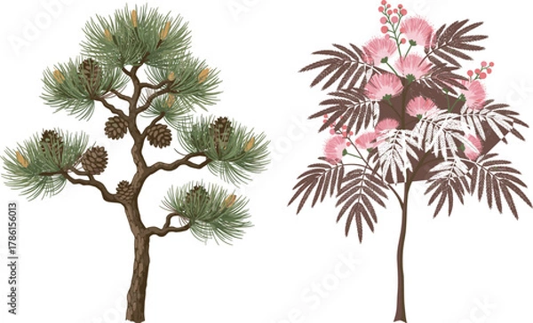 Fototapeta Pine tree illustration, mimosa tree artwork, botanical contrast, needle foliage, pink flowers, nature diversity, coniferous and flowering trees, educational design, seasonal flora, ornamental branches