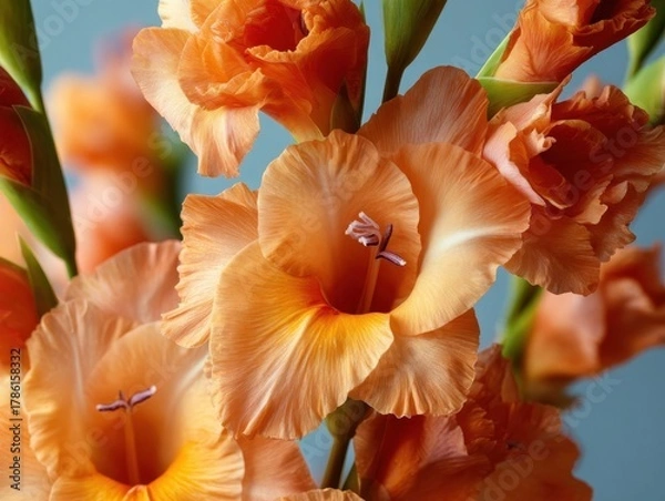 Fototapeta Vibrant Orange Gladiolus Flowers Close-up Bunch Gladioli Bloom Background