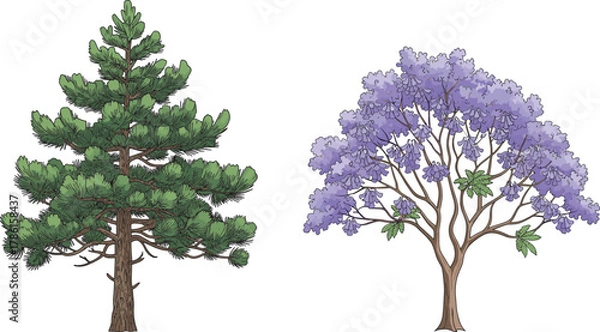 Fototapeta Coniferous pine tree and jacaranda tree with purple blossoms, botanical contrast, seasonal foliage, nature diversity, spring bloom, forest flora, educational illustration, landscape design reference