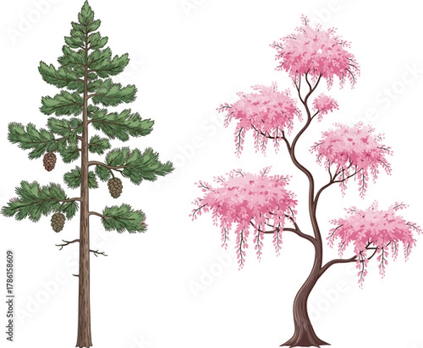 Fototapeta Pine tree illustration, mimosa tree artwork, botanical contrast, needle foliage, pink flowers, nature diversity, coniferous and flowering trees, educational design, seasonal flora, ornamental branches