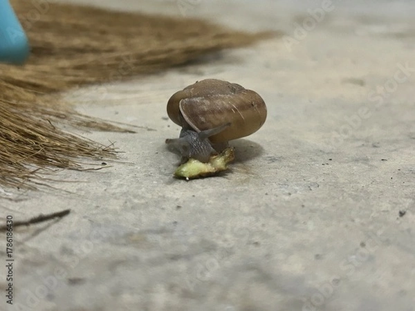 Obraz Snails eat fruit on the ground.