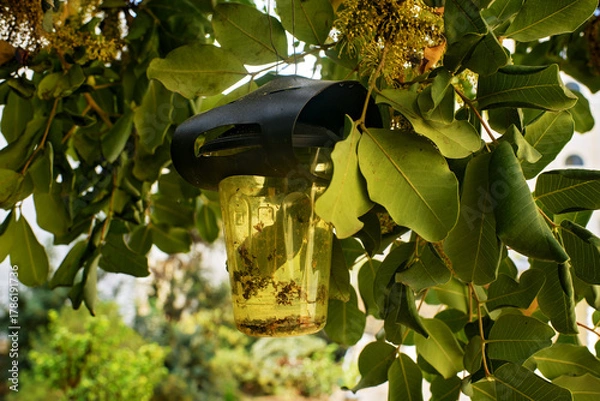 Obraz Close-up of a hanging insect trap among green leaves in a sunny garden, used for pest control and environmental observation.