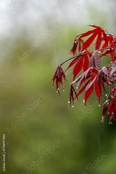 Obraz Tagelanger Regen und Kälte scheint dem Ahorn nicht zu gefallen