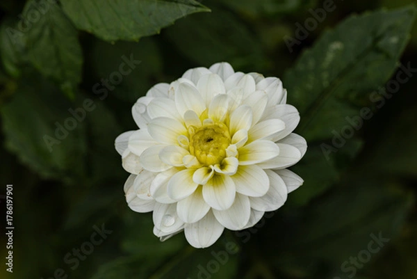 Obraz Hübsch sieht die Dahlienblüte mit den Regentropfen aus