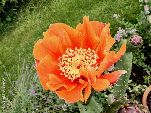 Obraz Weit geöffnete Blüte des Feigenkaktus zeigt den Blütenstempel