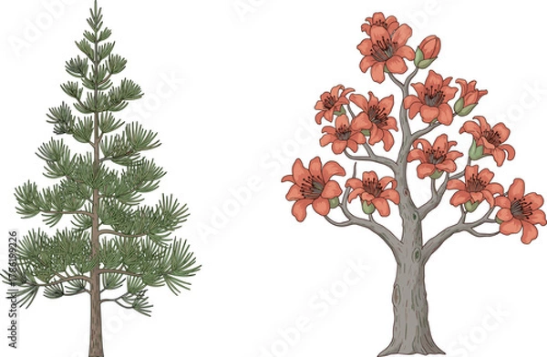Obraz Coniferous pine tree and vibrant flame tree side by side, showcasing seasonal contrast, botanical diversity, colorful blossoms, evergreen foliage, perfect for nature, landscaping, and educational use.
