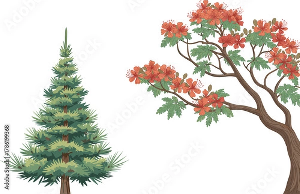 Fototapeta Evergreen pine tree beside vibrant red-orange flowering deciduous tree, showcasing botanical contrast, seasonal diversity, ideal for nature, landscaping, education, garden design, and environmental 