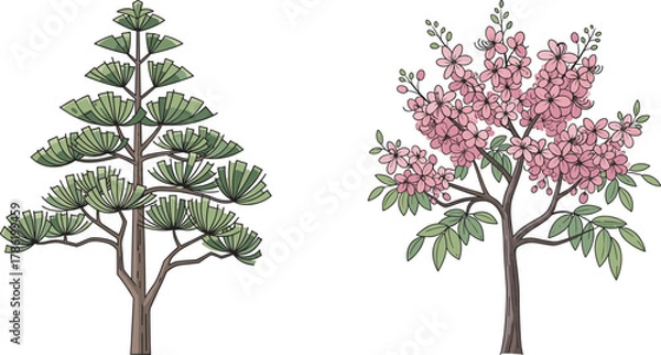 Fototapeta Evergreen pine tree with cones beside pink flowering cherry blossom tree, showcasing seasonal contrast, botanical diversity, perfect for nature, landscaping, garden design, and educational use.
