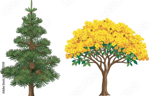 Fototapeta Evergreen pine tree with hanging cones beside vibrant yellow flowering tree, showcasing seasonal contrast, botanical diversity, perfect for 