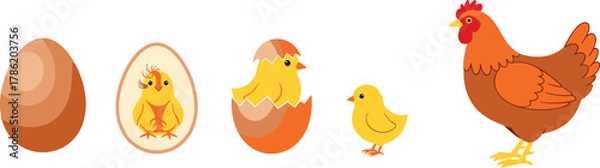 Fototapeta Chicken life cycle illustration, egg to adult, biological stages, educational vector, farm animal growth, black and white sketch, science diagram