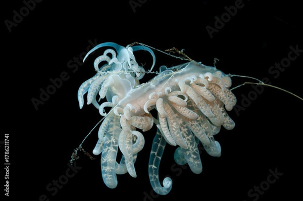 Fototapeta underwater frost patterns