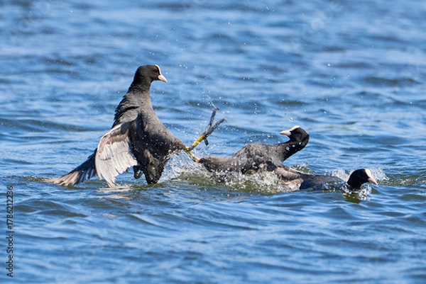 Obraz Eurasian Coots fighting over territory ( Fulica Atra ). Birds Fighting