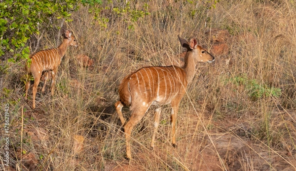 Obraz Nyala ewe and her lamb.