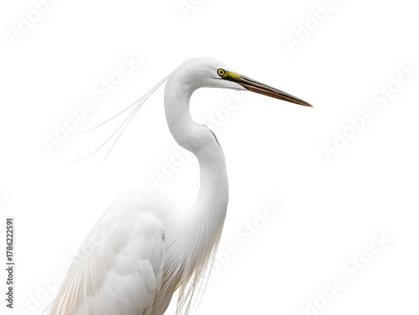 Obraz Elegant white egret bird portrait on white background