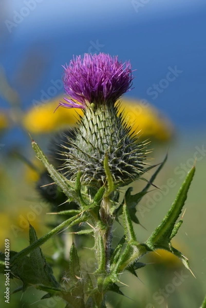 Fototapeta Thistle