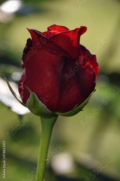 Obraz Red Rose