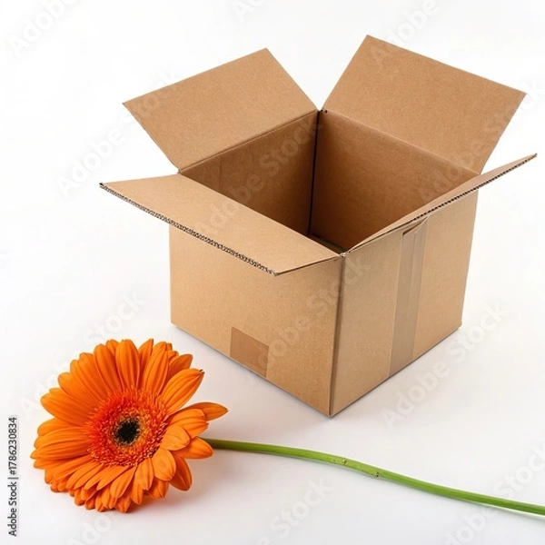Fototapeta An open cardboard box with an orange gerbera daisy isolated on white background