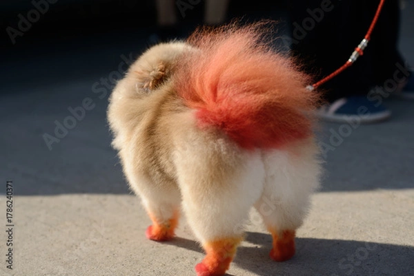 Obraz Colorful Pomeranian with Dyed Tail on Pavement