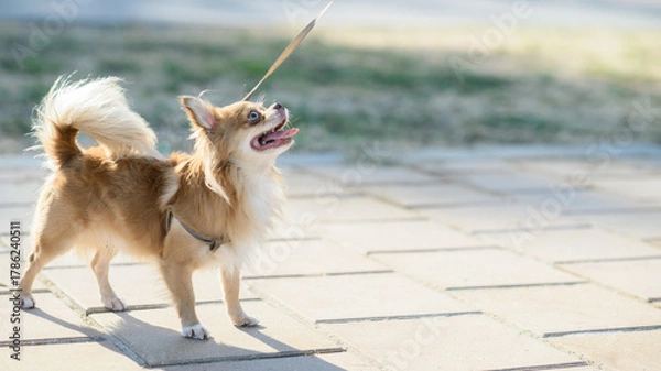 Obraz Playful Chihuahua Standing on Leash Outdoors