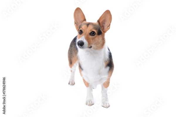 Obraz young Pembroke Welsh corgi